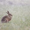 Brown hare (Lepus capensis) adult sat in field in falling snow. Scotland. April 2006. 